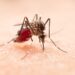 Mosquitos: 5 Comportamentos