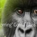 Vidro Gorilla Glass 7i Tela Acessível para Smartphones Intermediários